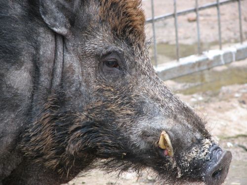 Wild Boar