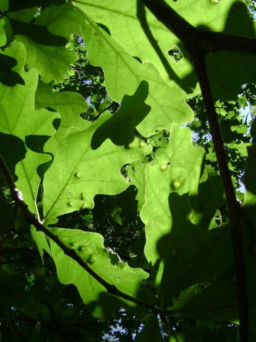 Tree Leaves