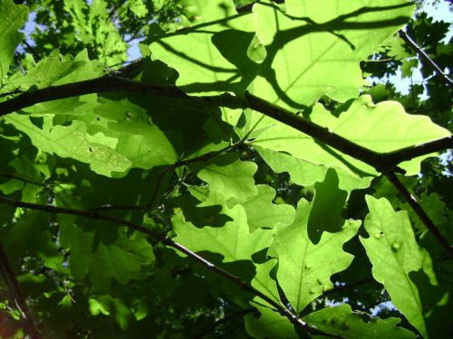 Tree Leaves