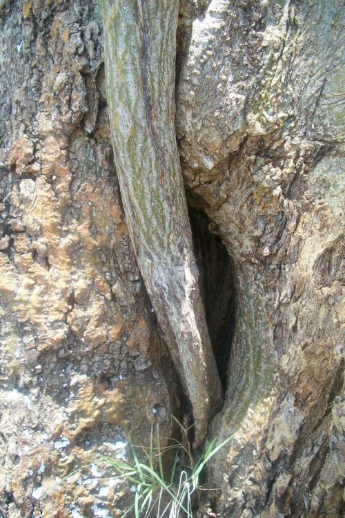 Hidden Branch