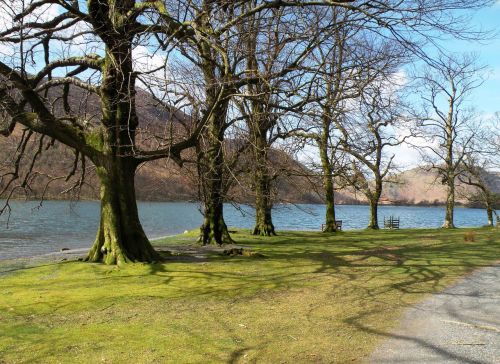 Lakeside Trees