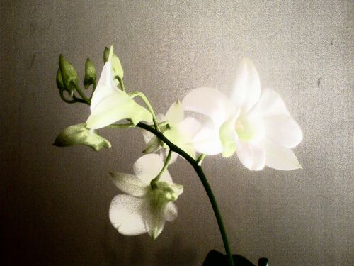 Orchid