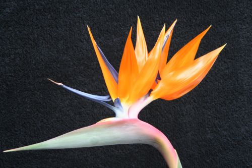 Bird Of Paradise