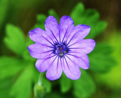 Purple Flower