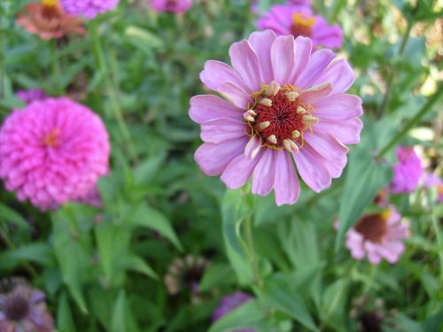 Pink Flower