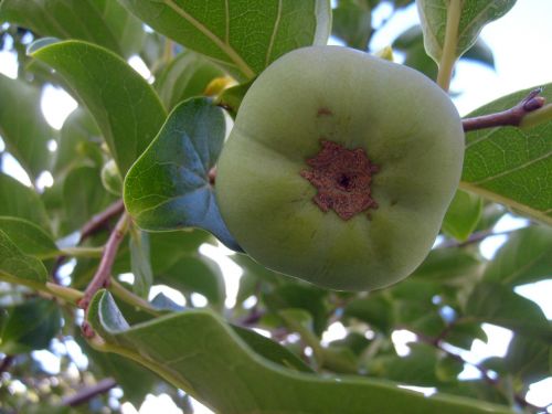 Green Persimmon