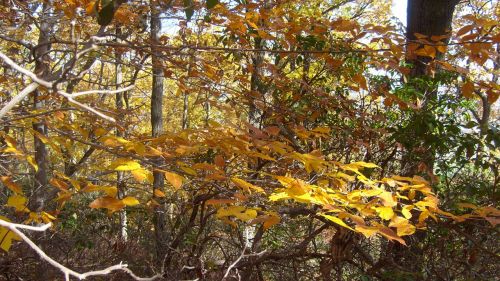 Yellow Leaves