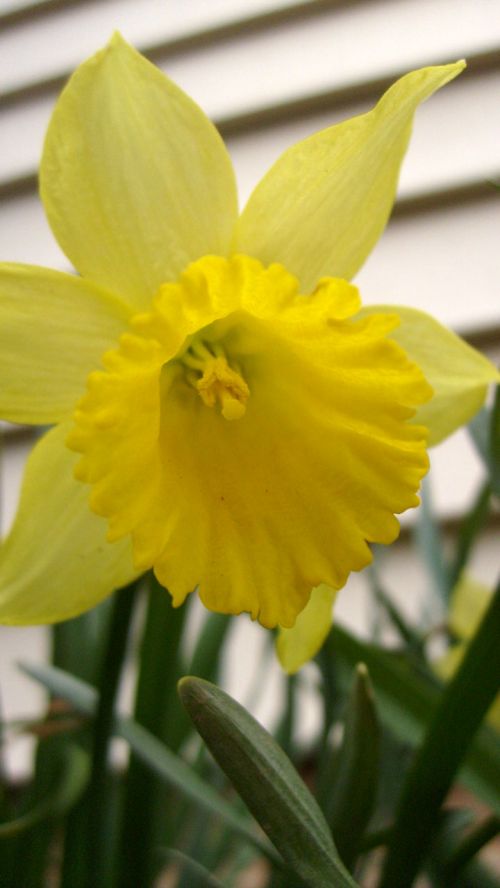 Hanging Daffodil