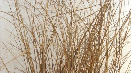 Dried Grass