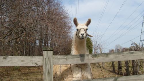 Alpaca