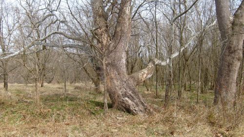 Old Tree