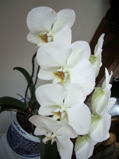 White Orchids