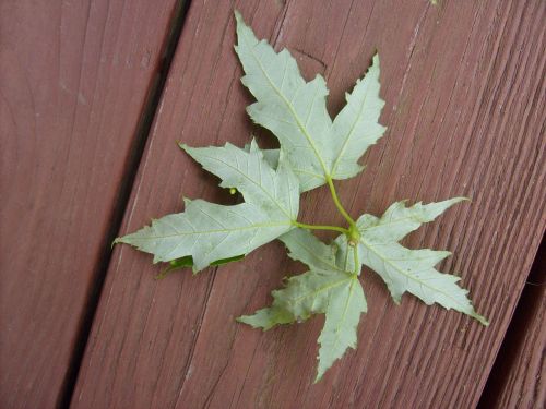 Green Leaves