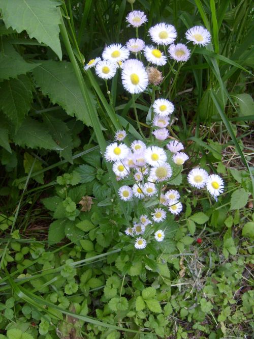 Wild Flowers