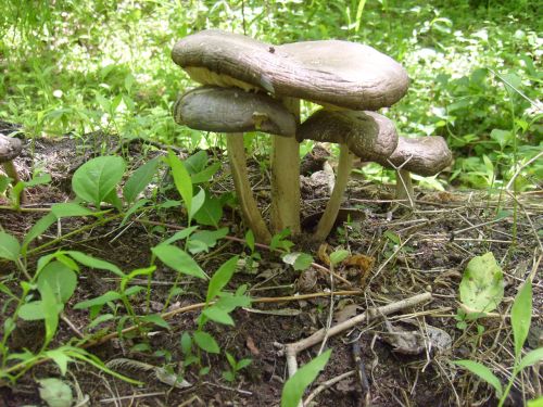 Toad Stools