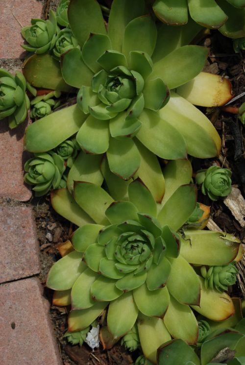 Succulent