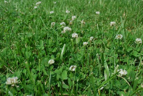 Grass And Clover