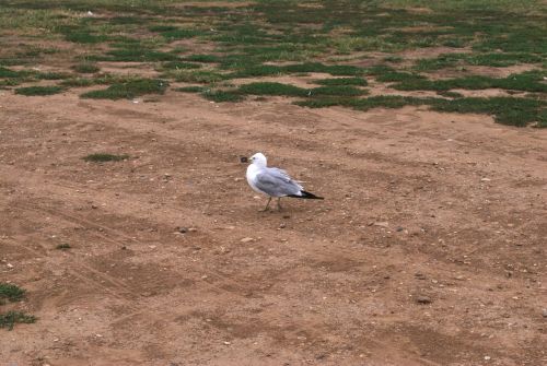 Seagull