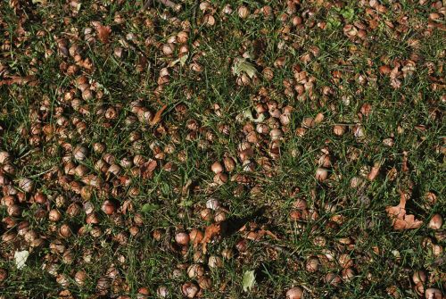 Acorns In The Grass