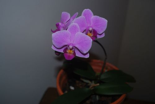 Purple Orchid