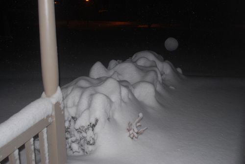 Snow On Bushes