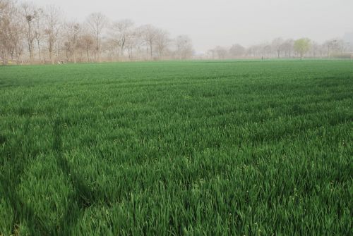 Wheat Field