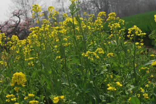 Rapeseed Plant