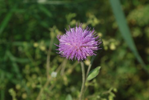 Mountain Flower