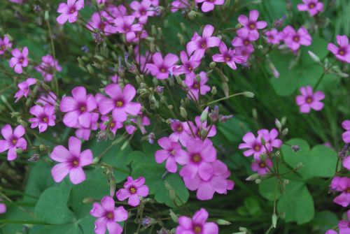 Summer Flowers