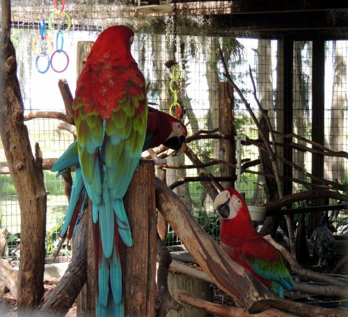 3 Parrots In Sanctuary