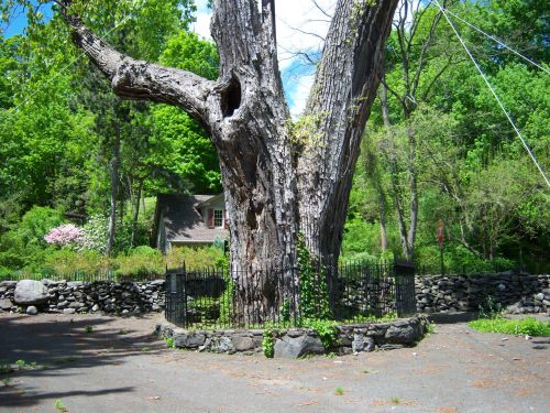 300 Year Old Tree