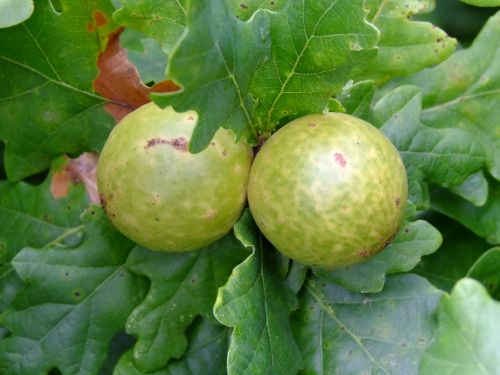 Oak Tree Leaves