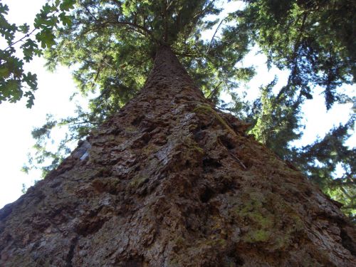 Up A Huge Tree