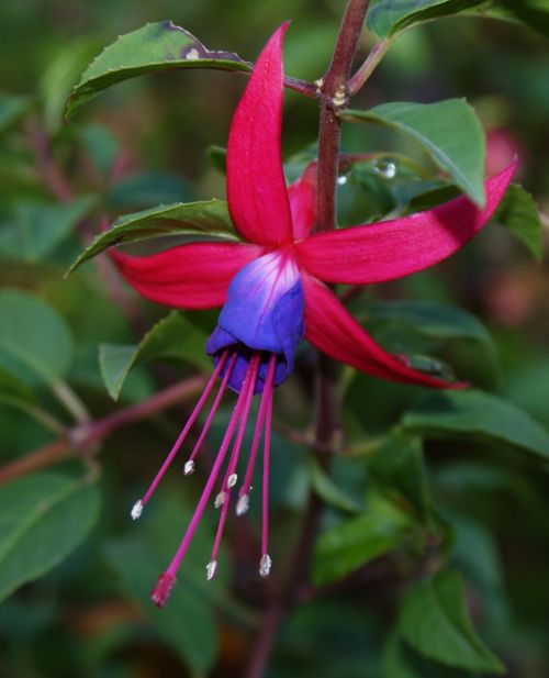 Fuchsia