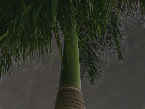 Palm Tree