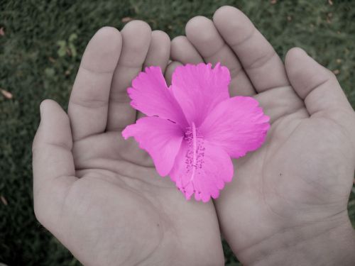 Flower In Hands