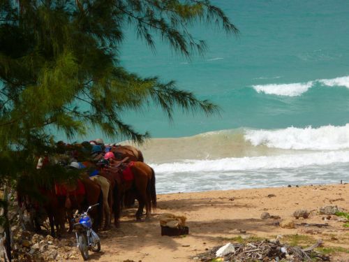 Horses On The Beach