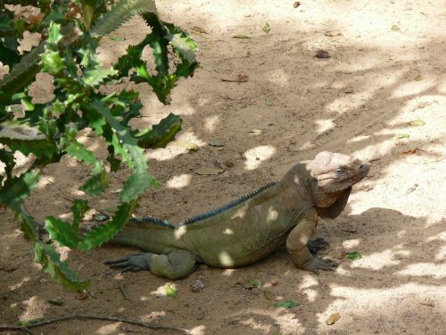 Iguana