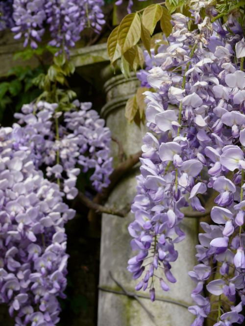 Flower In Garden