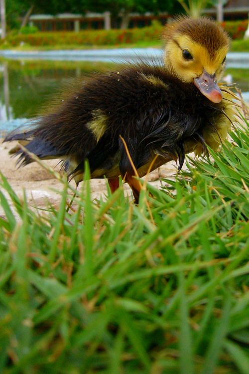 Duckling