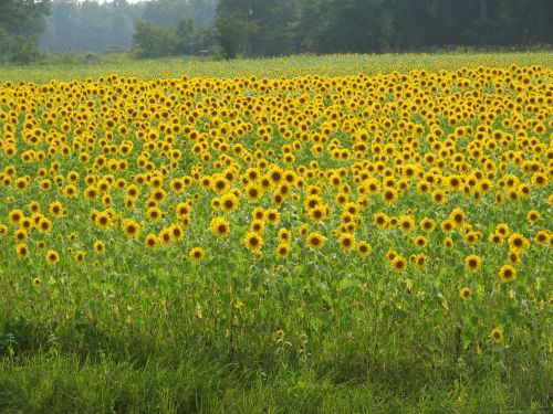 Sunflowers