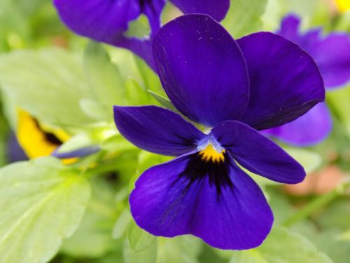 400–500 violaceae violet