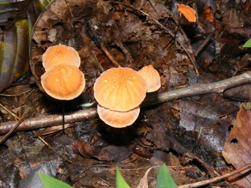 Wild Mushrooms