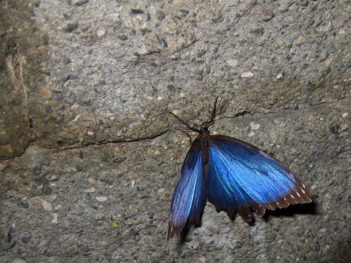 Blue Morpho On Wall