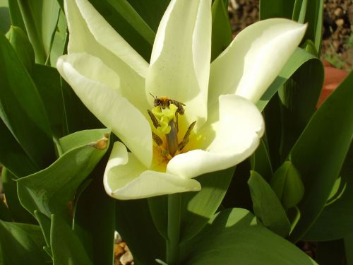 Bee In Flower