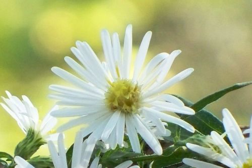 Aster