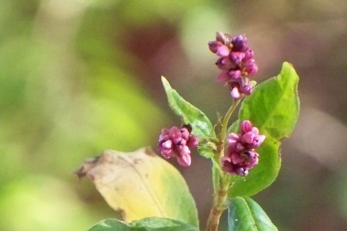 Rose Seeds