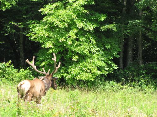 North Carolina Elk