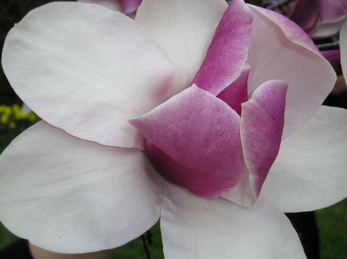 Magnolia Flower