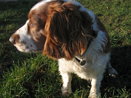 Cocker Spaniel